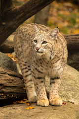 Lynx On Rock