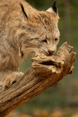 Lynx Taste