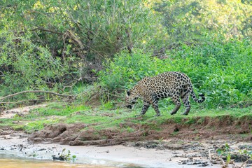 Jaguar
