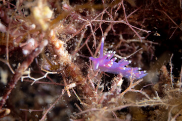 Obraz na płótnie Canvas Purple Nudibranch in the Mediterranean Sea