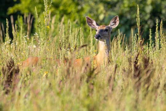 Deer in summer field2