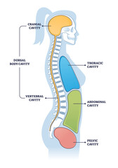 Dorsal and other body cavities cross section, outline illustration diagram. Cranial brain cavity connected with vertebral spine cavity. Also thoracic and pelvic cavities scheme. Educational poster. - obrazy, fototapety, plakaty