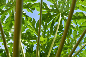 Obraz na płótnie Canvas Green background of papaya's branches and leaves. Bright colors show up on summertime.