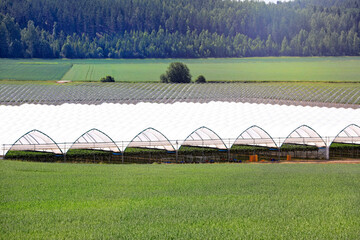 Greenhouse or Tunnel for Growing Strawberry