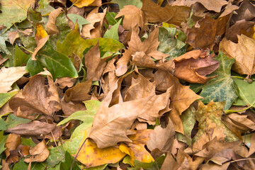 tas de feuilles mortes en automne
