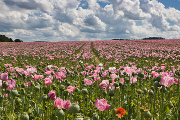 Mohnfeld bei Germerode