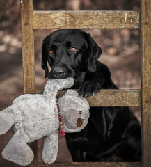 Labrador und sein Teddy