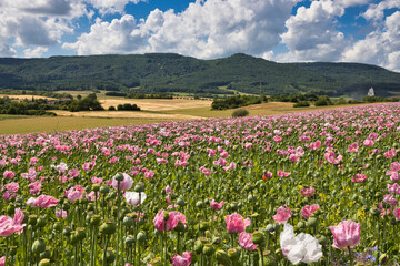 Mohnfeld bei Germerode