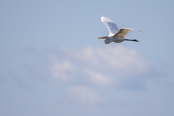 Fototapeta na wymiar Great Egret in summer sky