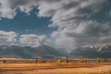 Yellow poplar trees in the desert. Snow mountains in the background. Blue sky with clouds.