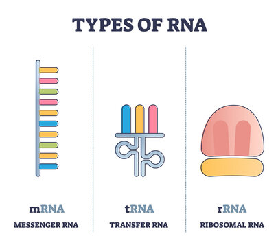 Types of RNA polymeric molecule comparison, illustrated outline diagram. Messenger mRNA, transfer tRNA and ribosomal rRNA examples. Roles in coding, decoding, regulation and expression of genes.