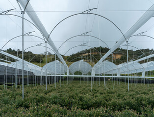 Fototapeta premium Delicious, fresh and colorful organic blueberries