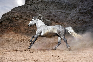 unstoppable run of a white free horse against the backdrop of gloomy rocky mountains 