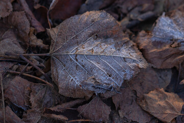 Frost covered autumn leaves