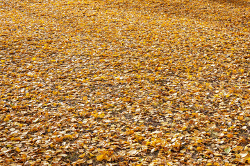 The forest clearing is strewn with fallen dry leaves. Natural background and pattern of autumn foliage.