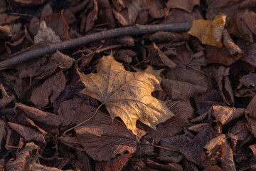 Fototapeta premium Dry leaves on the ground in the forest