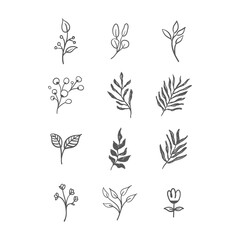 Fototapeta na wymiar Hand drawn floral ornaments. Branches and leaves doodle collection. Decorative plants illustrations.