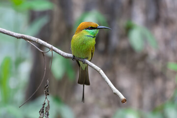 bee eater bird