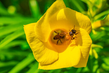 Honey bees climb fly into yellow Oleander flower in Mexico.