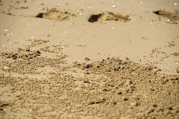 Fototapeta na wymiar Sand bubbler crab peeping out of their burrows on a sandy beach