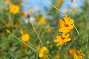 Yellow Cosmos flowers on a meadow, on a bright sunny morning.