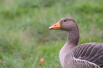 Greylag goose feeding on grass, North Norfolk, England