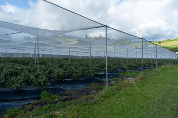 Obraz premium Bluish landscape in Tabio Cundinamarca