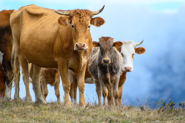 A ginger cow in front of a herd grazing in an autumn field