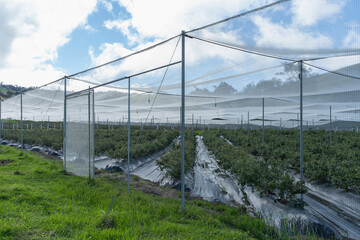 Fototapeta premium Bluish landscape in Tabio Cundinamarca