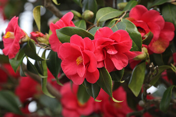 Camélia rouge