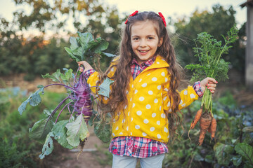 Little girl gardener in vegetables garden holding fresh biologic just harvested carrots and kohlrabi