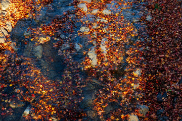 Red maple leaves scattered in the stream.