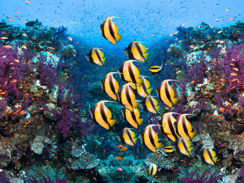 Underwater photo of cotal reef and school of  Bannerfish. 