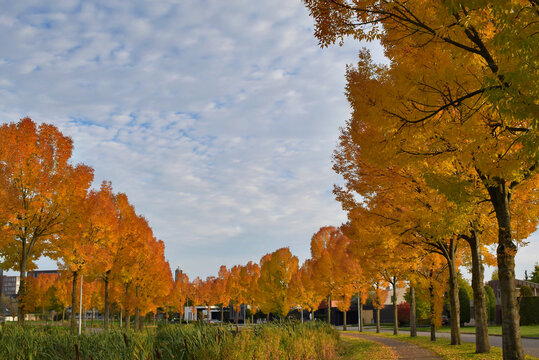 Autumn colored trees scenery in Weert the Netherlands, photo made 18-10-2021