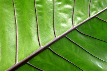 Close up of green veined alocasia leaf showing deep lines and ribbed pattern