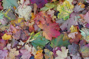 Naklejka na ściany i meble autumnal leaf fall,herbstlicher laubfall