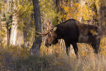 Naklejka na ściany i meble Bull Moose in Autumn in Wyoming