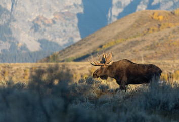 Bull Moose in Autumn in Wyoming