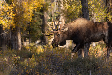 Bull Moose in Autumn in Wyoming