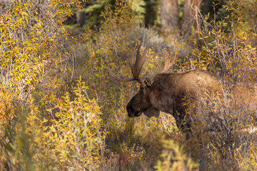Bull Moose in Autumn in Wyoming