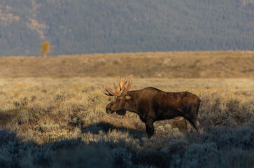 Bull Moose in Autumn in Wyoming