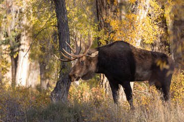 Bull Moose in Autumn in Wyoming