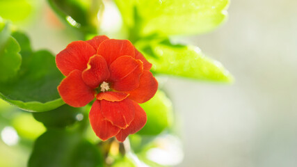 red flower