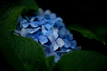 紫陽花