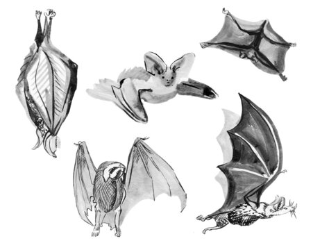 Images of bats, quick sketches in black watercolor.