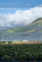 Bluish landscape in Tabio Cundinamarca