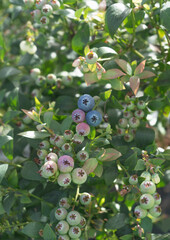 Delicious, fresh and colorful organic blueberries