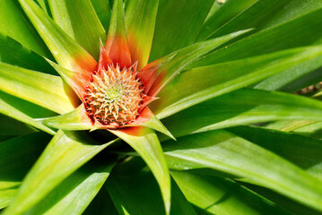Fruit of the pineapple plant against a background of green pineapple leaves with thorns at the edge of the budding leaves in the young fruiting stage.