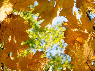 Colorful autumn leaves on tree branch. Golden autumn foliage leaves background with copy space.