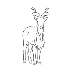 the head of a goat with large screw horns and thick hair looks straight full-face, sketch vector graphics monochrome illustration on a white background